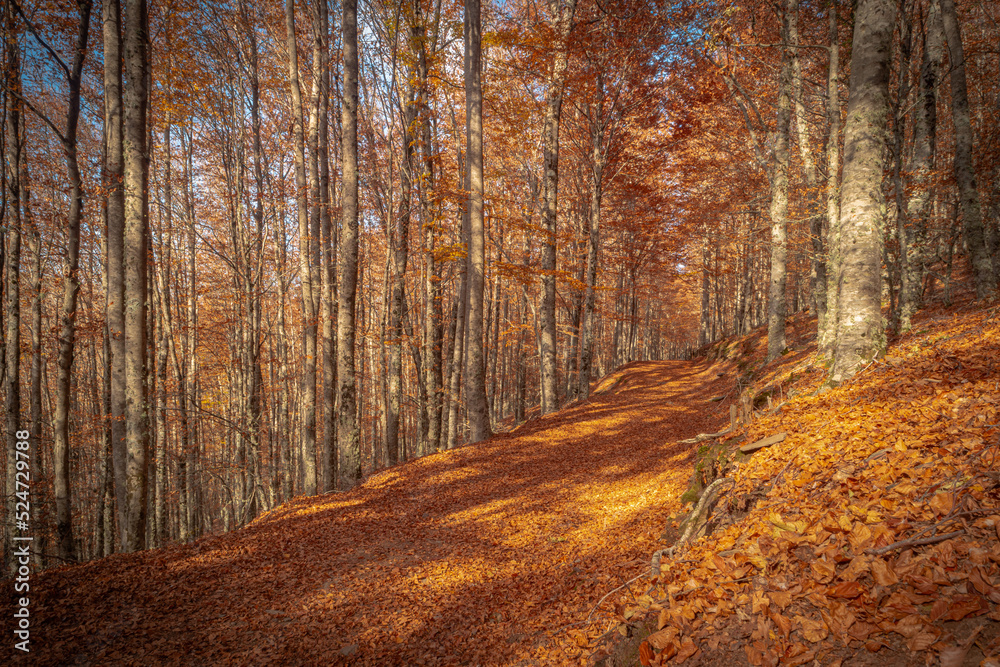 Obraz premium São Lourenço Beech Tree Forest, pathway leaves fall in ground landscape on autumnal background in November, Manteigas, Serra da Estrela, Portugal.