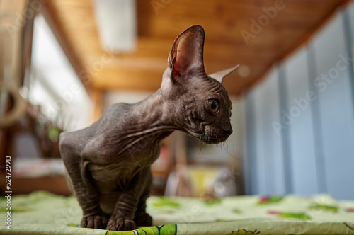 Charming gray Sphynx kitten roams on the table of the art workshop.