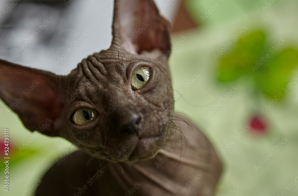Obraz premium Charming gray Sphynx kitten roams on the table of the art workshop.