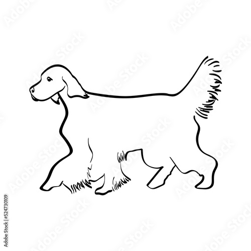 English Setter silhouette real in black, vector isolated illustration in black color on white