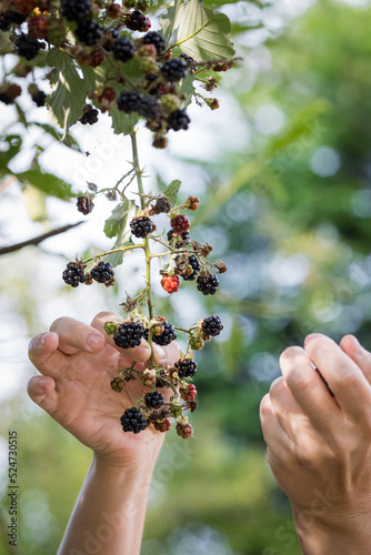 Picking forest fruits from the bush