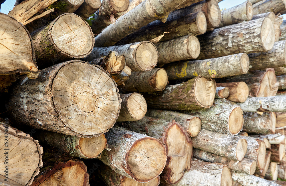 birch logs. a lot of firewood, fallen trees, a lot of logs are lying on the ground in the nature of a sawmill. birch logs. a lot of firewood, fallen trees, a lot of logs are lying on the ground in the nature of a sawmill.