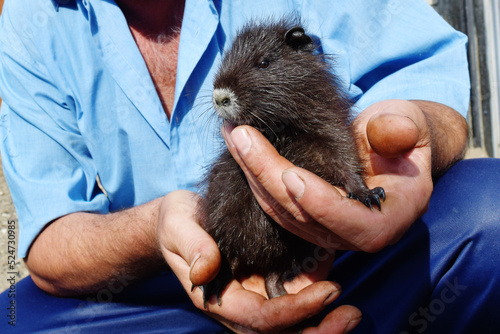 Baby nutria, black rodent, held by farmer