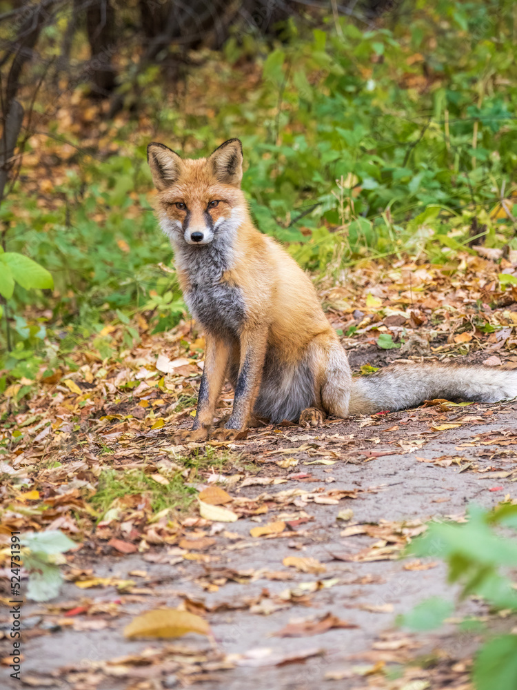 Close up of a red fox Vulpes vulpes, sitting on a path in the forest. Close up of a red fox Vulpes vulpes, sitting on a path in the forest.