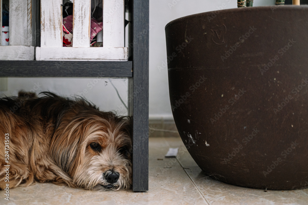 scared dog hiding under the table Stock Photo Adobe Stock