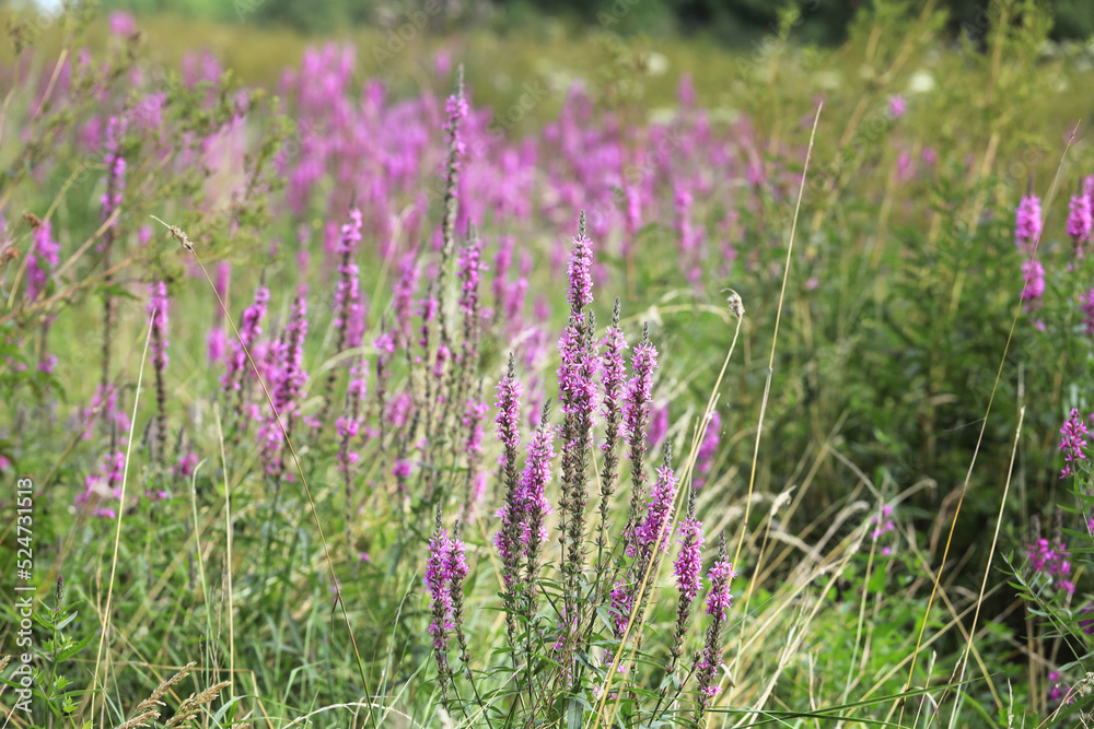 Naklejka premium Meadow with violet purple blooming wild flowers. Loosestrife in the wild