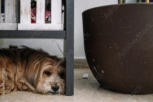 Wallpaper Mural scared dog hiding under the table Torontodigital.ca