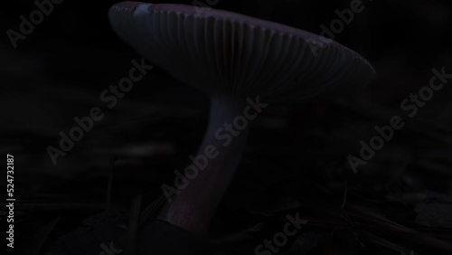 mushroom in the dark