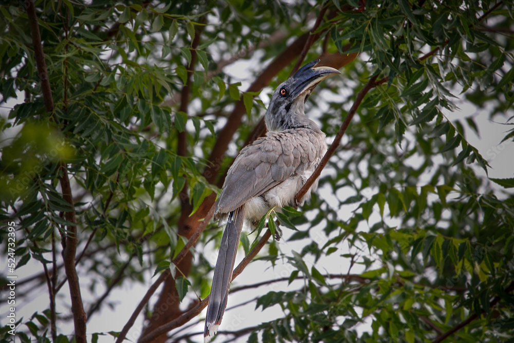 Indian grey hornbill sitting on tree branch and looking for food. Save bird concept Indian grey hornbill sitting on tree branch and looking for food. Save bird concept