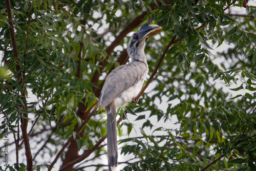 Indian grey hornbill sitting on tree branch and looking for food. Save bird concept