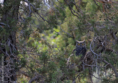Hiding Great Horned Owl