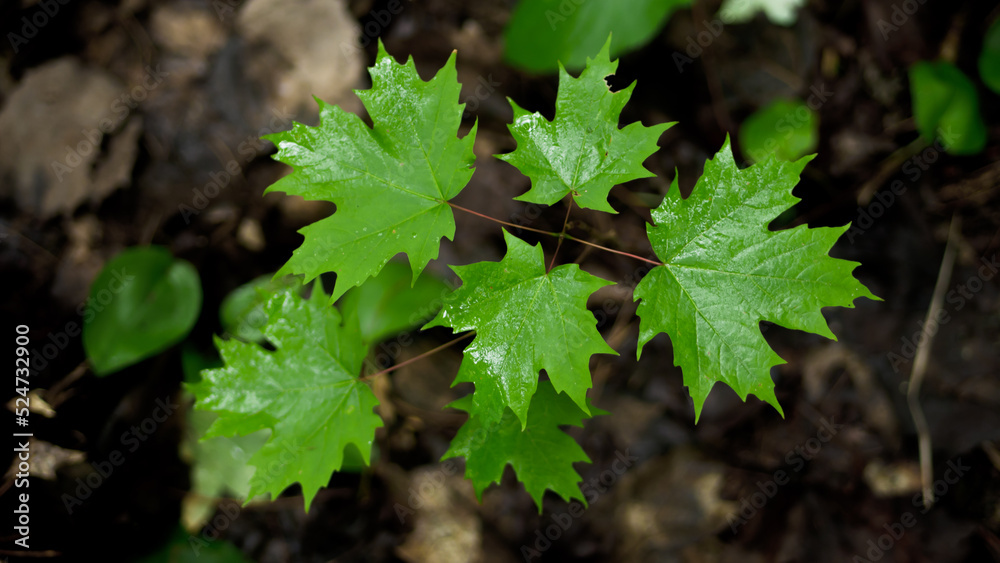 Feuilles d'érable après la pluie, forêt Canada Feuilles d'érable après la pluie, forêt Canada