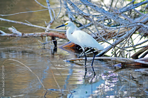 Snowy Egret