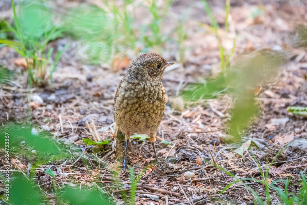 The common redstart, Phoenicurus phoenicurus, young bird, is sitting on a ground against a blurred background. The common redstart, Phoenicurus phoenicurus, young bird, is sitting on a ground against a blurred background.