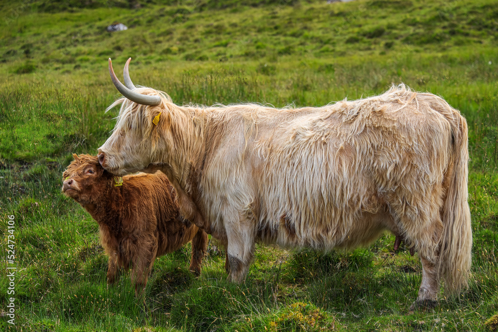 Scottish highlander or Highland cow cattle (Bos taurus taurus) mother and her calf. Scottish highlander or Highland cow cattle (Bos taurus taurus) mother and her calf.