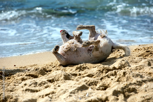 funny jack russell terrier collapses in the sand on the seashore. family holidays