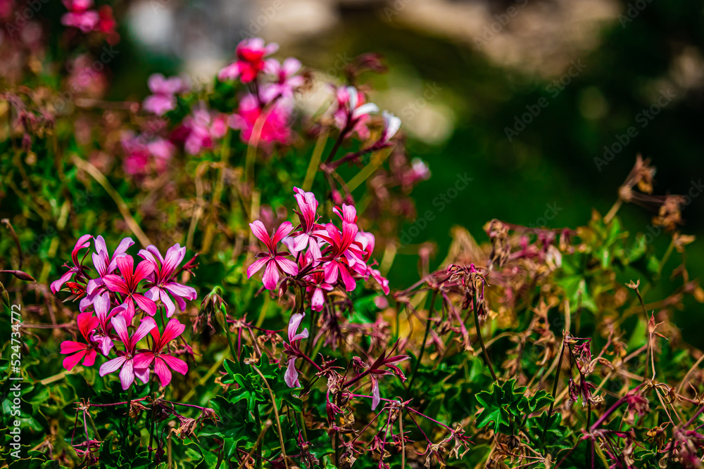 pink flowers in the garden pink flowers in the garden