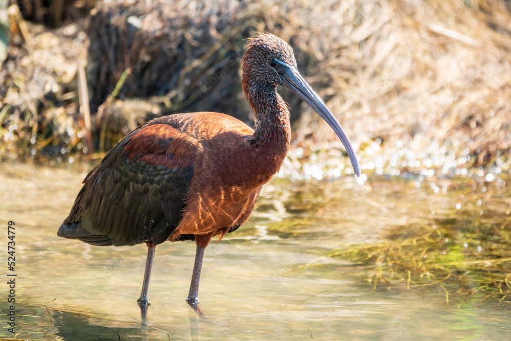Obraz premium The glossy ibis, latin name Plegadis falcinellus, searching for food in the shallow lagoon.