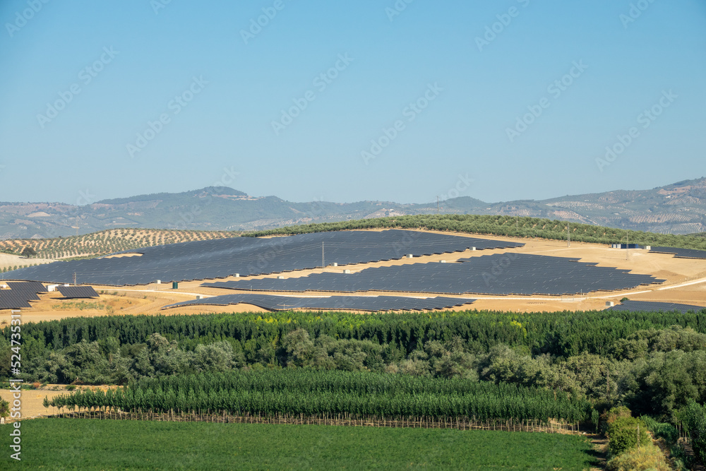 Large solar power plant with large extensions of solar panels between poplar and olive trees in Granada (Spain) on a summer morning