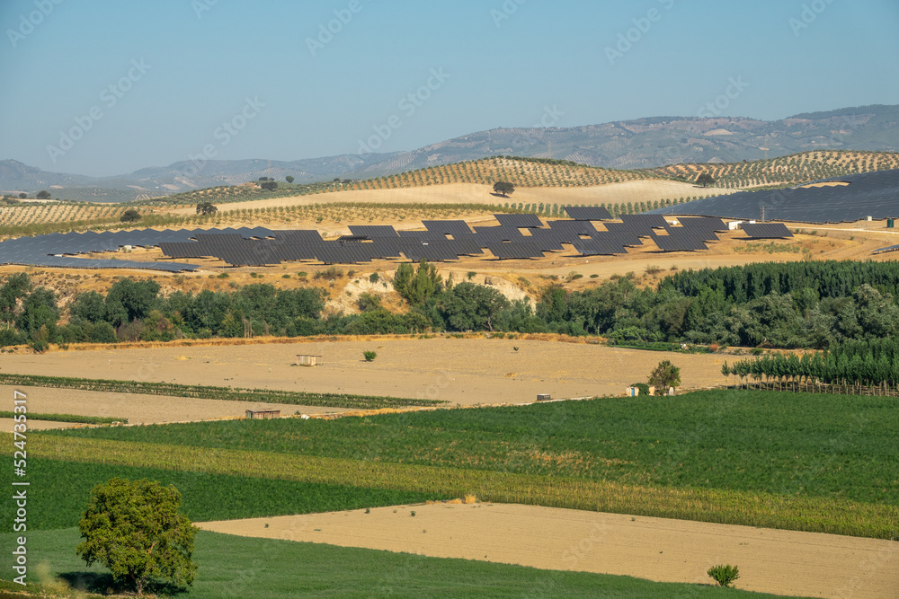 Large solar power plant with large extensions of solar panels between poplar and olive trees in Granada (Spain) on a summer morning
