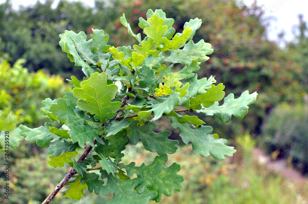 Fototapeta premium Leaves on a young oak tree