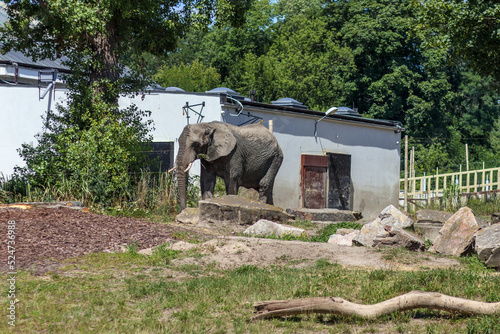 Klasyczny słoń w pobliskim zoo.