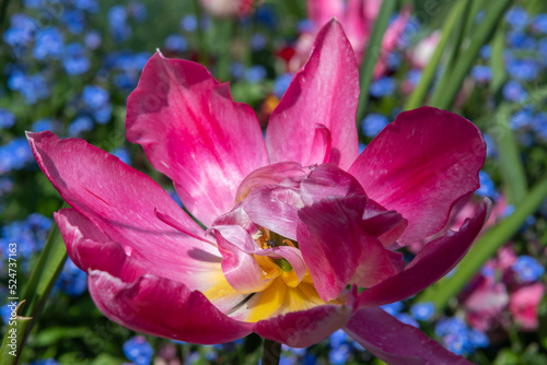 Close up of a pink garden tulip  tulipa gesneriana  flower in bloom