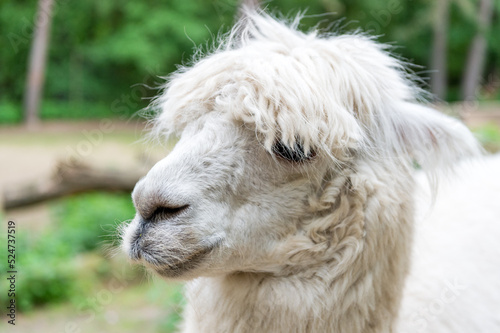 White lama glama muzzle natural background