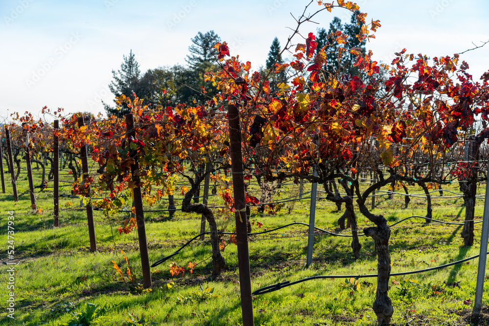 Naklejka premium Autumn Vineyard