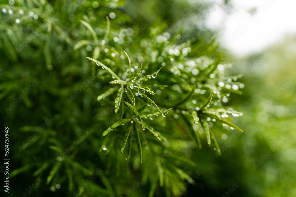 Rainy Day Green