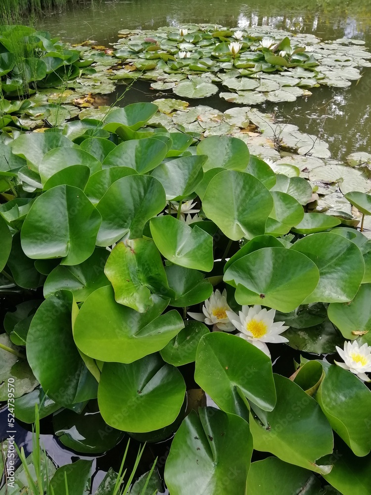 Fototapeta premium White flowering Nymphaea alba or water lily on the lake . Nature wallpaper