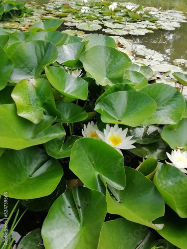 White flowering Nymphaea alba or water lily on the lake . Nature wallpaper