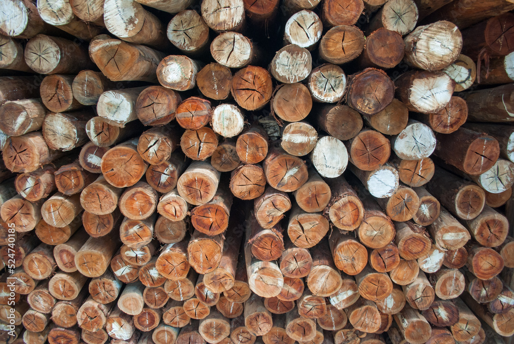 Wooden rolls. Logs cut for construction. Dry wood sticks.
Wooden rolls. Logs cut for construction. Dry wood sticks.