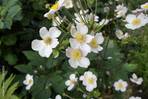  white flowers with yellow stamens. blooming Anemone in a sunny garden. Floral wallpaper.