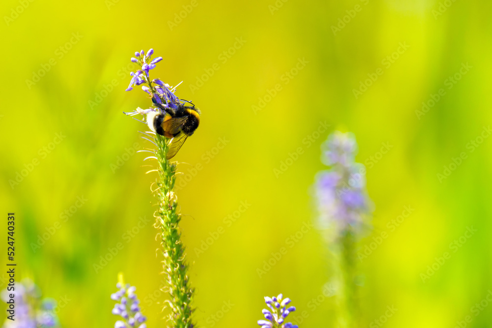 Large bee on a purple flower on yellow backgraound Large bee on a purple flower on yellow backgraound