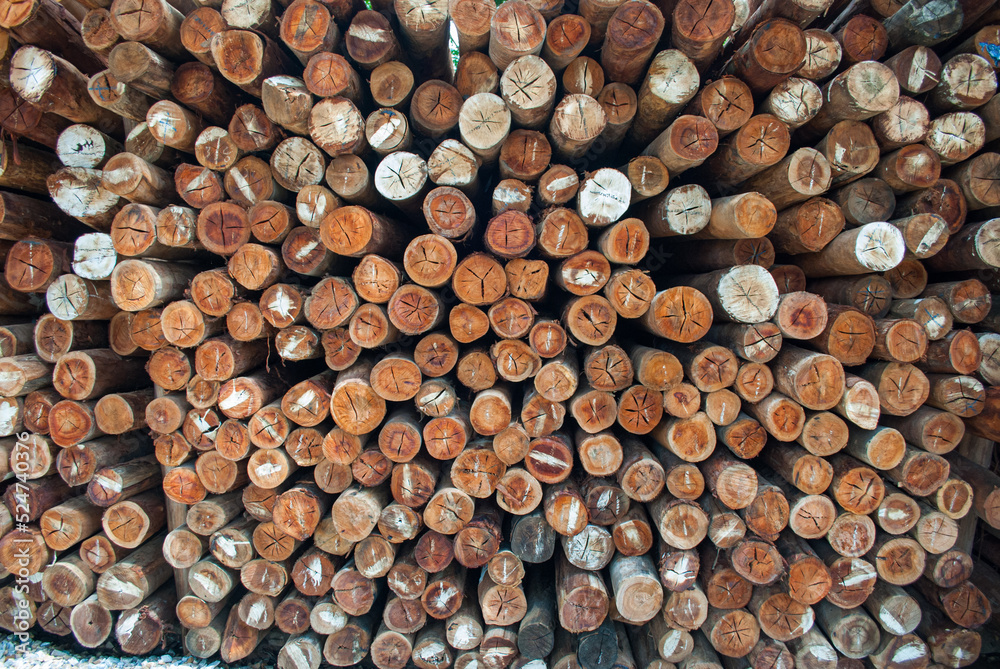 Fototapeta premium Wooden rolls. Logs cut for construction. Dry wood sticks.