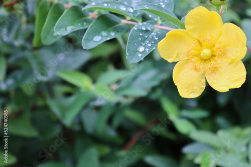 Close-up of single goldencup St. John’s wort flower (Hypericum patulum, yellow mosqueta) covered in water droplets. photo