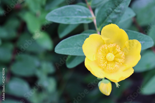 Close-up of goldencup St. John’s wort flower and bud (Hypericum patulum, yellow mosqueta).  photo