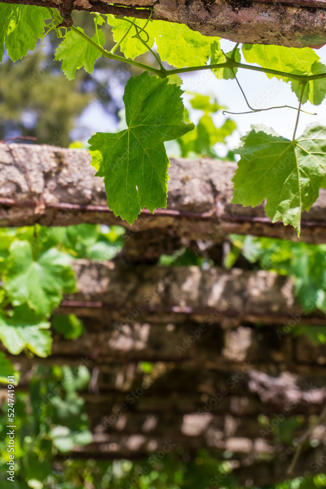Vine branches on old concrete supports Vine branches on old concrete supports