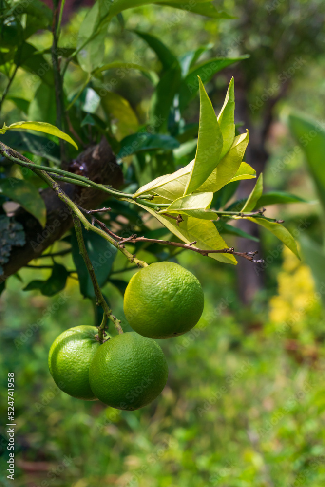 A branch with green ripening oranges in the garden