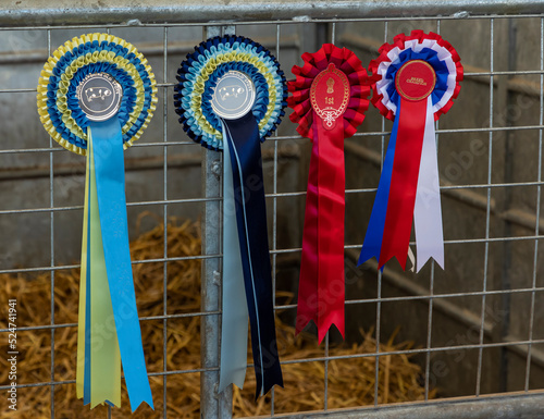 Gloucester old spot pigs winning rosettes