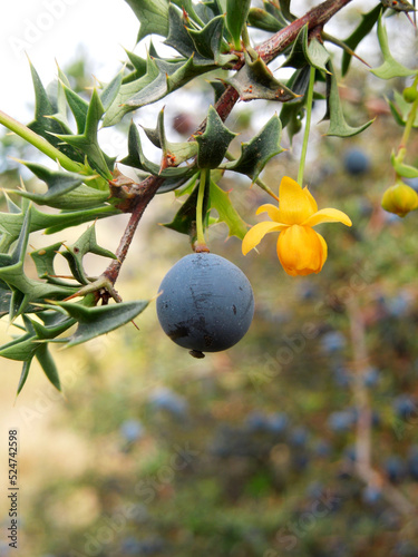 Calafate, también llamado Michay. Berberis microphylla. Arbusto espinoso endemico de la Patagonia. photo