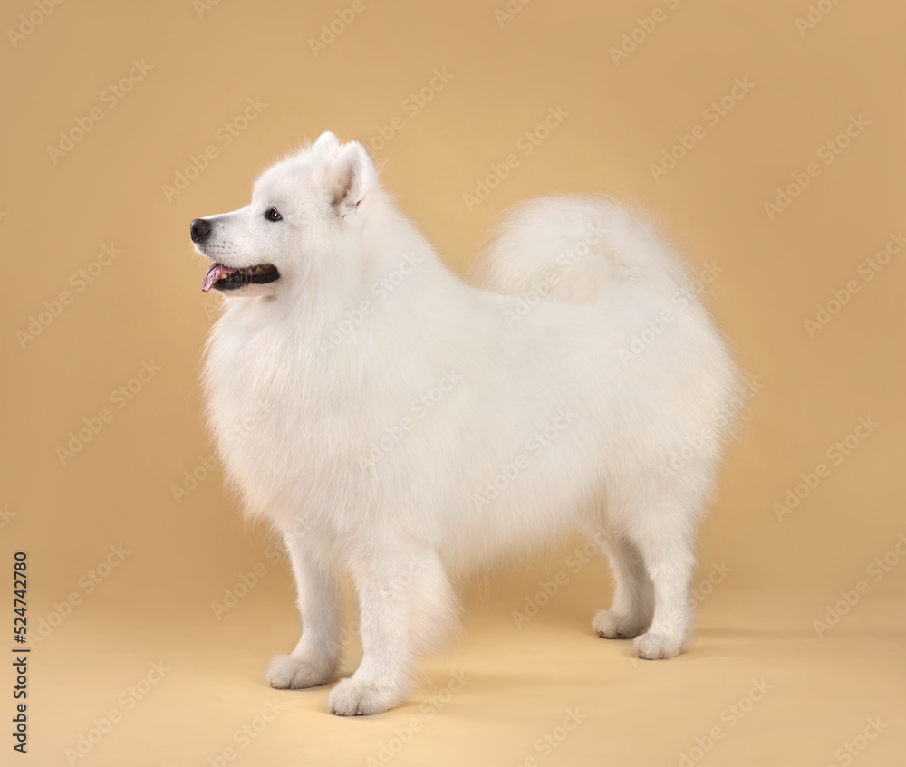 Beautiful Samoyed dog Beautiful Samoyed dog