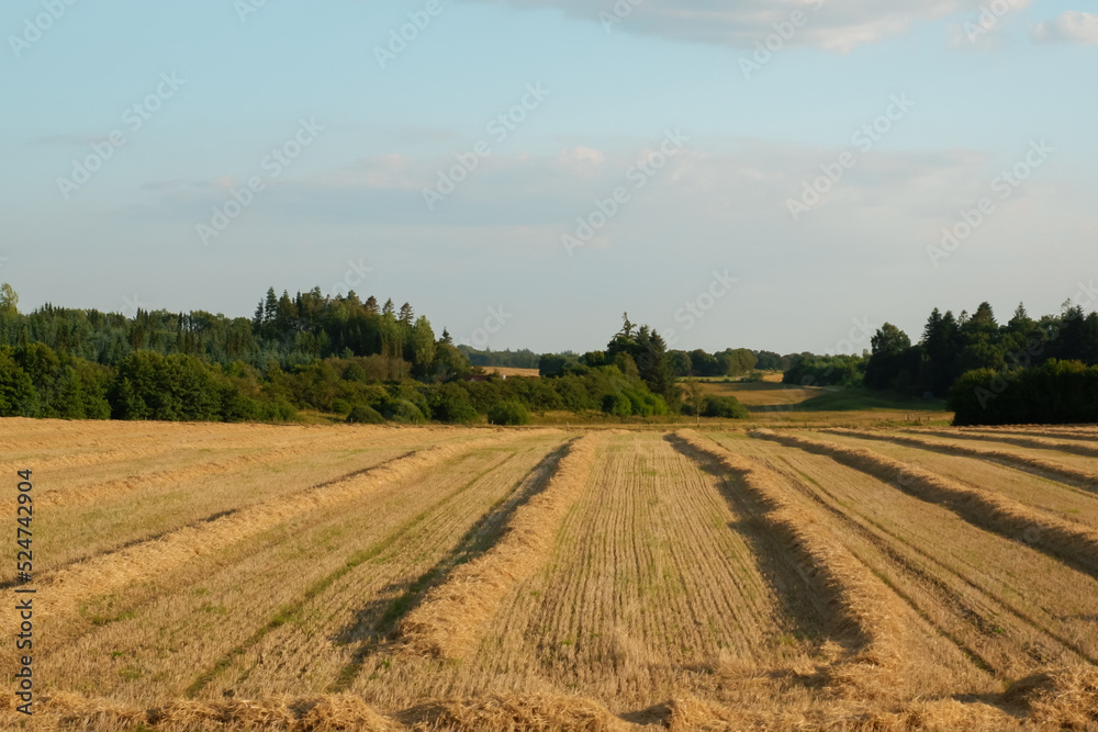 Wheat farm field at harvest. Rural landscape. Golden harvest of wheat in evening.