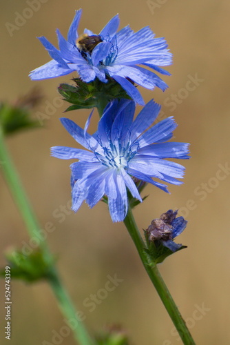 Scottish Wild Flower