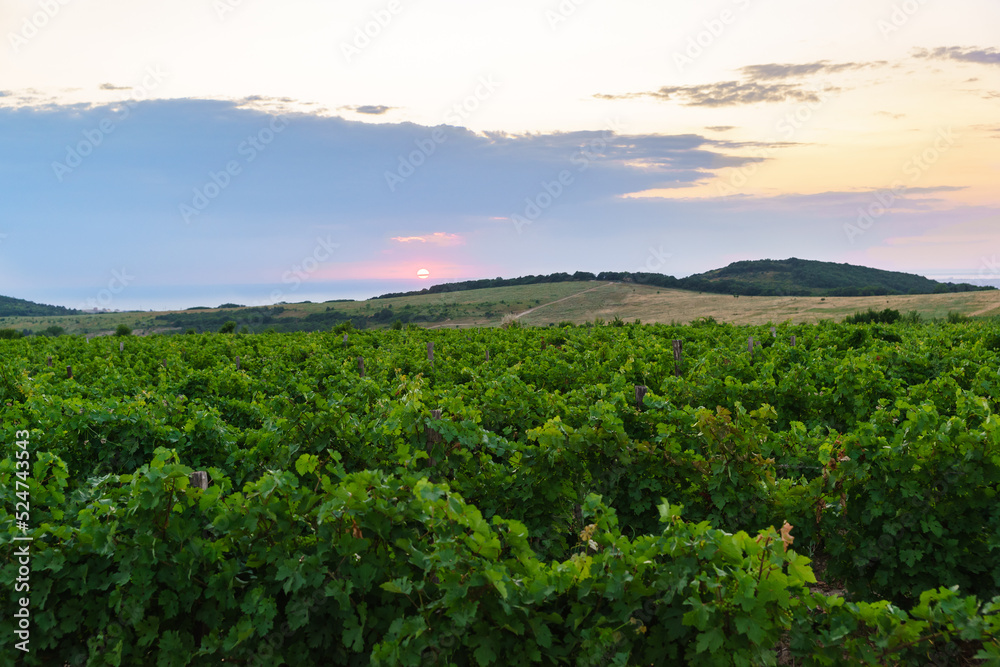 Vineyards on hillside. Sunset in the Taman countryside