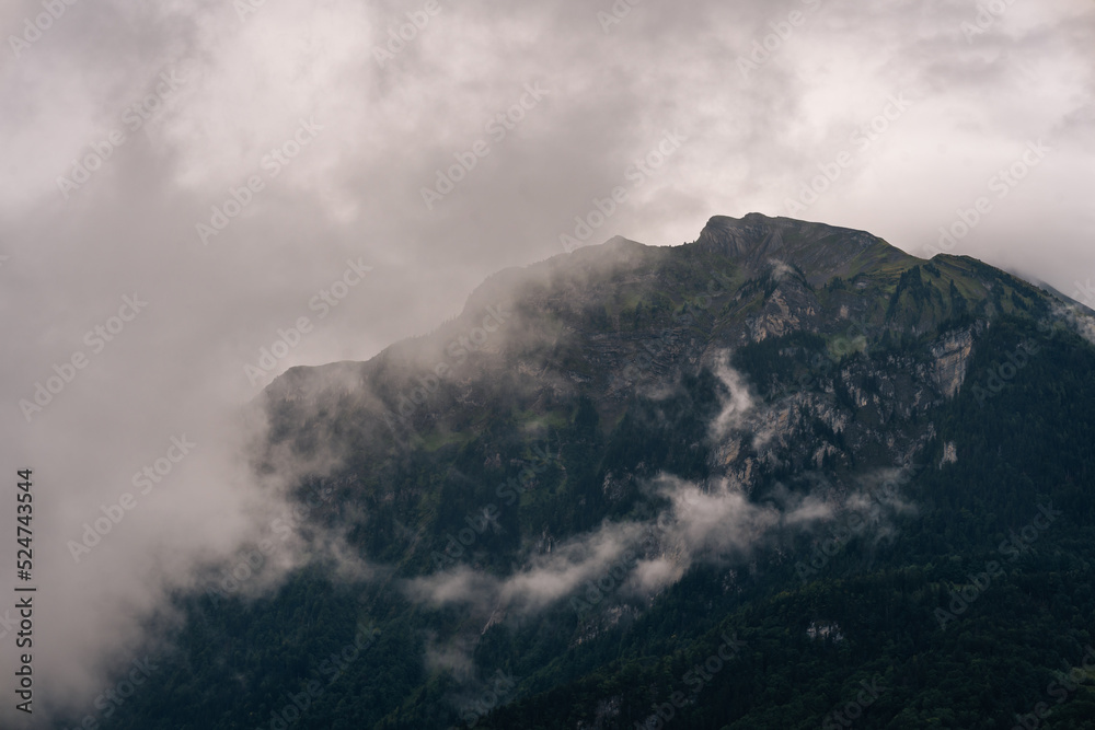 Mountains with forest and moody fog high quality