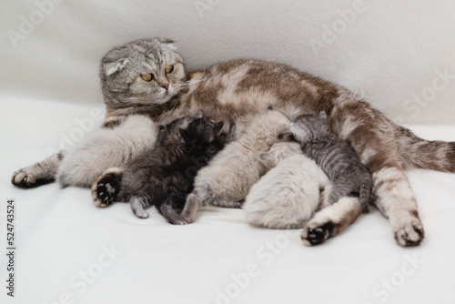 The Scottish fold cat feeds lot of mismatched kittens. Family. Selective focus