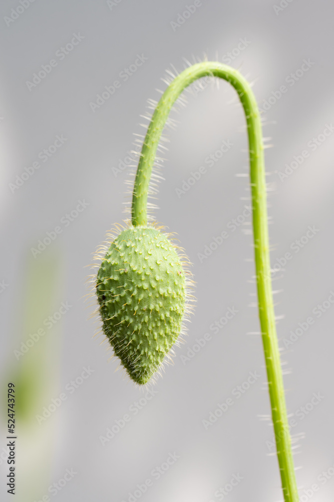 Poppy flower about to bloom. Poppy flower about to bloom.