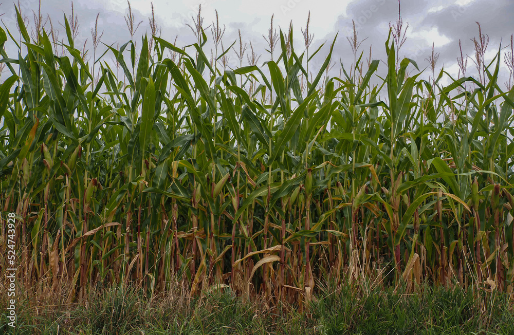 Obraz premium Low Angle View Of Corn Crop Growing In Field
